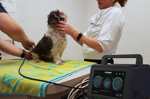 A terapia a laser funciona para cães?