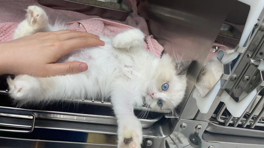 VetMedix Case Sharing丨 Tratamento veterinário a laser de alta potência para inchaço localizado da pele e remoção de pelos devido a 441