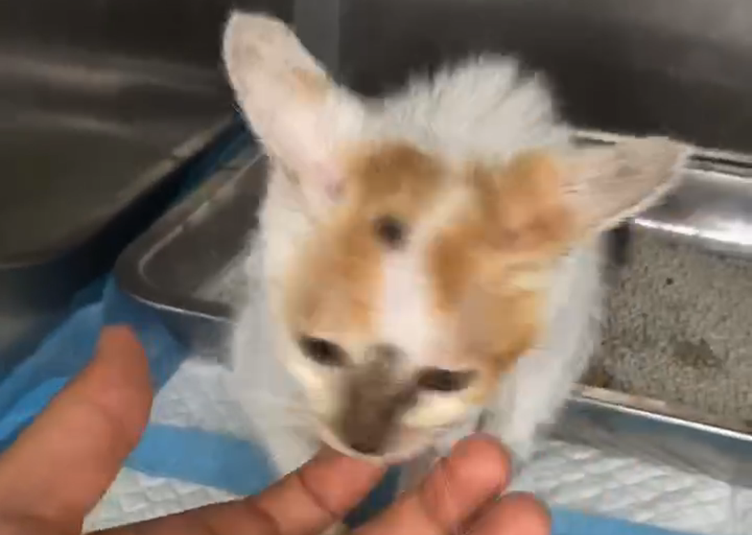 Vetmedix Case Sharing丨Laser de alta energia cura feridas de fusão osteoarticular infectadas em pequenos animais