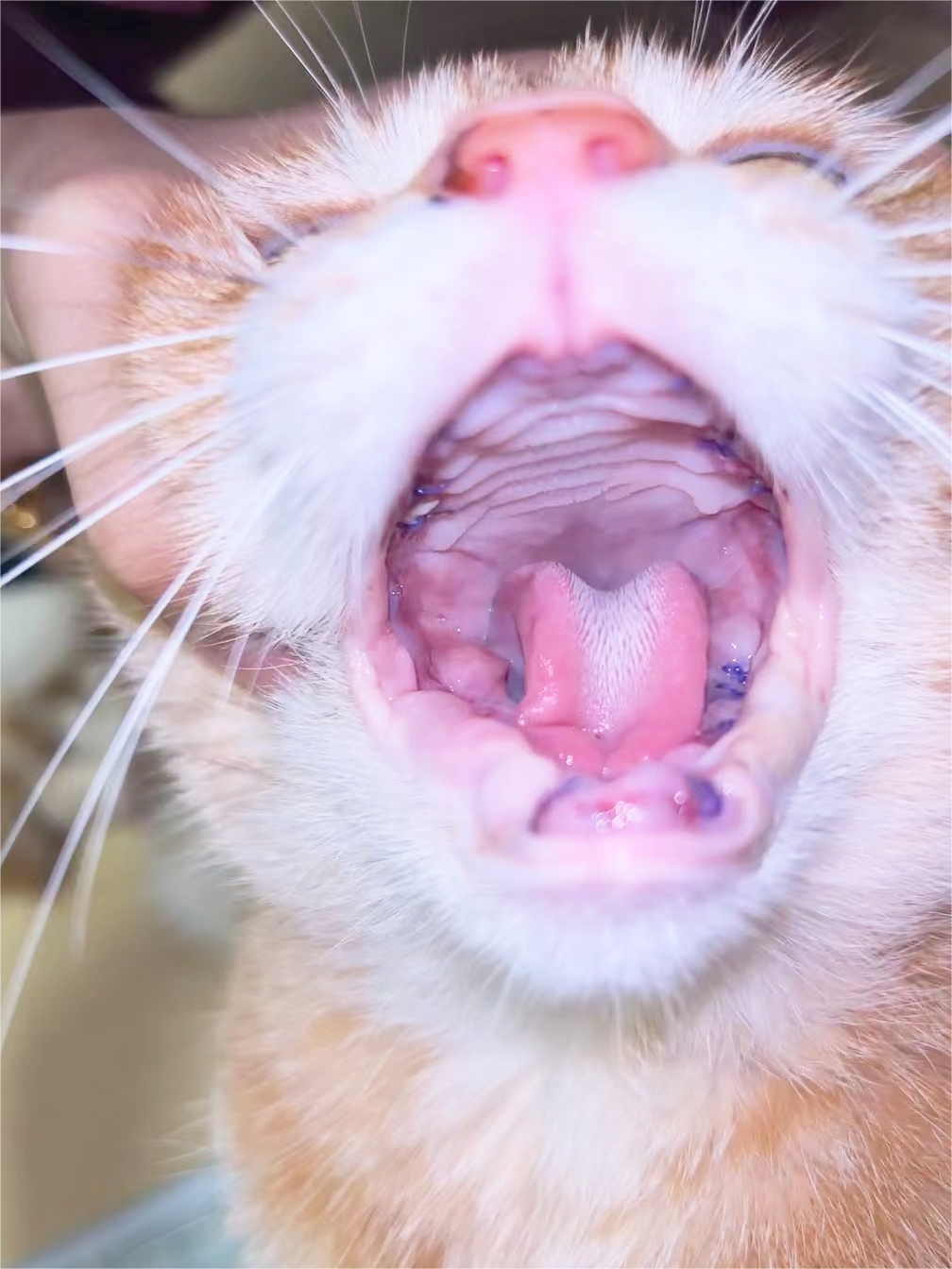 VetMedix Case Sharing丨Laser de alta potência promove cura pós-operatória de extração de boca inteira devido a estomatite