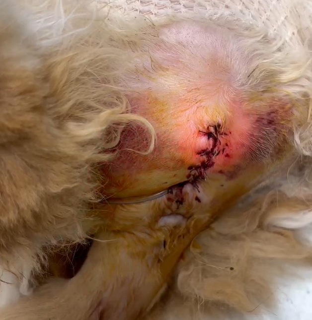 Compartilhamento de casos vetmedix 丨 Cura a laser de alta potência Cura pós-assrostomia feridas