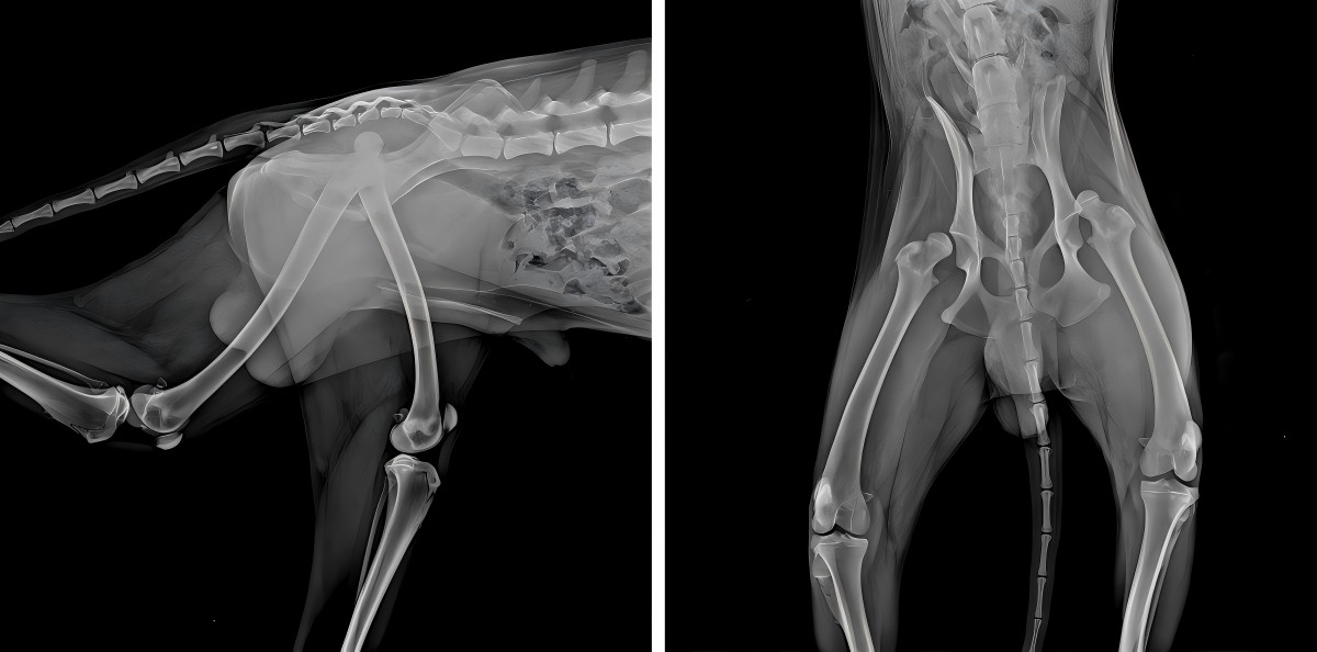 Compartilhamento de casos do Vetmedix 丨 A laser de alta potência melhora a reabilitação pós -operatória do deslocamento femoral bilateral
