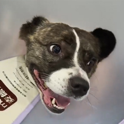 Relato de caso Vetmedix丨O uso de terapia a laser veterinária no tratamento de neurite aguda em um paciente canino