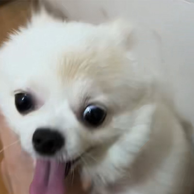 Compartilhamento de caso Vetmedix丨Caso de aplicação de laser de alta energia no tratamento de micose canina