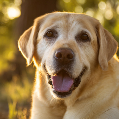 Compartilhamento de caso VetMedix丨Caso de aplicação de terapia a laser de alta energia no tratamento de tumores perianais pós-operatórios que não cicatrizam